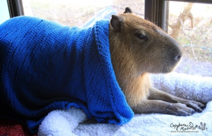 Capybaras - egy új típusú pet, umkra