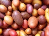 Burgonya, krumpli - a gyümölcs ördögi erők