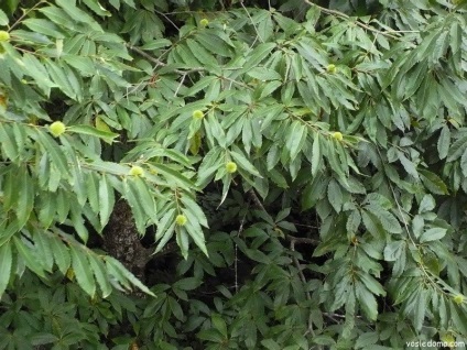 Chestnut ehető ültetés és művelés, a ház közelében