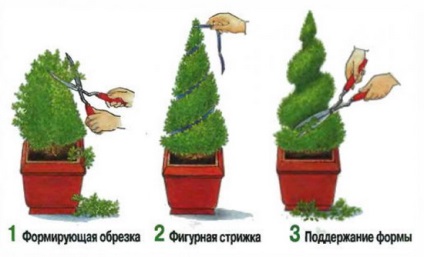 Cypress (Kép) elhagyása és leszállás, hogyan kell kiválasztani az anyagot az ültetés