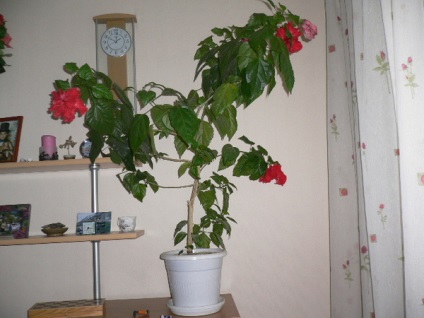 Kínai rózsa (Hibiscus) törli a leveleket, mivel a fák ősszel, mi a teendő ilyen esetben,