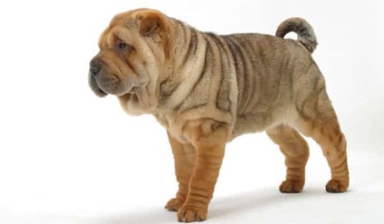 Kínai shar pei leírás, jellegzetességeit és karakterét a fajta (főleg) Kínai shar pei leírás, jellegzetességeit és karakterét a fajta