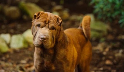 Kínai shar pei leírás, jellegzetességeit és karakterét a fajta (leírás) Kínai shar pei leírás, jellegzetességeit és karakterét a fajta