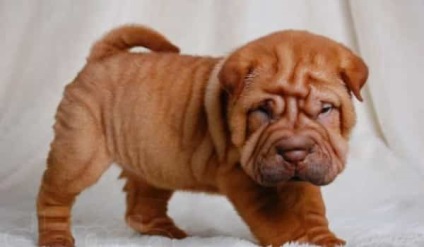 Kínai shar pei leírás, jellegzetességeit és karakterét a fajta (kínai) Kínai shar pei leírás, jellegzetességeit és karakterét a fajta