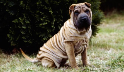 Kínai shar pei leírás, jellegzetességeit és karakterét a fajta (kínai) Kínai shar pei leírás, jellegzetességeit és karakterét a fajta