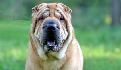 Kínai shar pei leírás, jellegzetességeit és karakterét a fajta (leírás) Kínai shar pei leírás, jellegzetességeit és karakterét a fajta