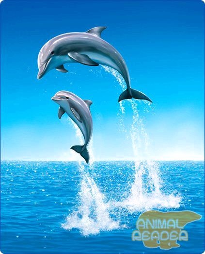 A bálnák és a delfinek az unokatestvérek - emlősök