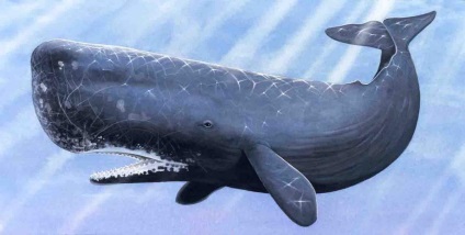 A bálnák és a delfinek az unokatestvérek - emlősök