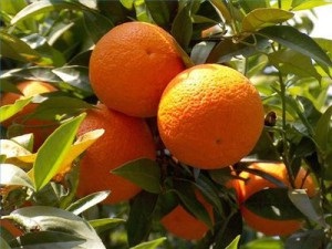 Amikor termő narancsfák - növekvő citrus