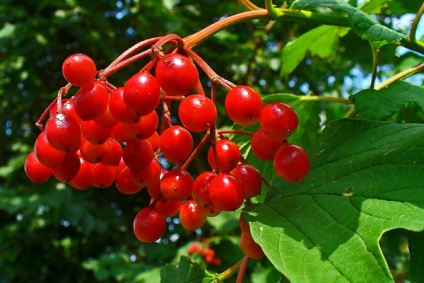 Ha gyűjtő viburnum a felkészülés a téli szakértői vélemények