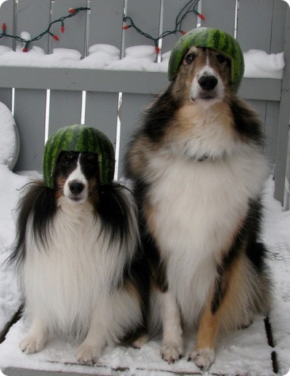 Collie (collie), képek a kutyák collie Breed