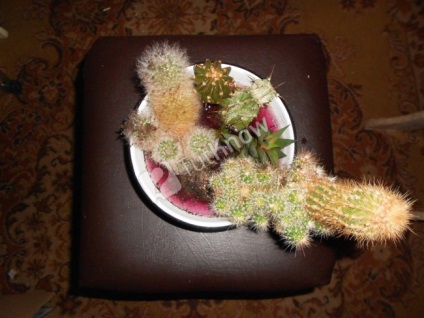 A készítmény a kaktusz a kezüket, és egy fényképet útmutató