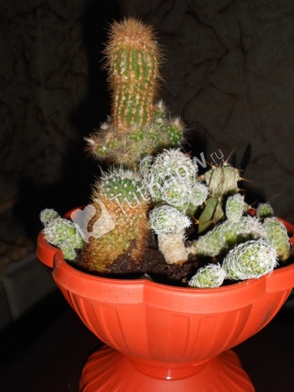 A készítmény a kaktusz a kezüket, és egy fényképet útmutató