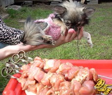 Etetés Chihuahua kiskutya táplálkozási rend természetes táplálkozási adag egy felnőtt kutya,