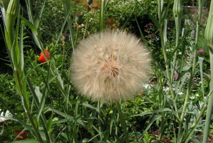 Salsify - nagy pitypang a keleti - uh! Cottage 100 tippeket az alku (aprított friss levél) Salsify - nagy pitypang a keleti - uh! Cottage 100 tippeket az alku
