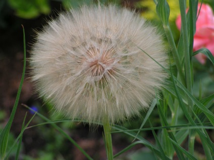 Salsify - nagy pitypang a keleti - uh! Cottage 100 tippeket az alku (gyermekláncfű) Salsify - nagy pitypang a keleti - uh! Cottage 100 tippeket az alku