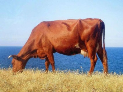 Piros, fekete-fehér tehén fajtája