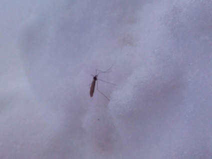 Amennyiben a téli bujkál szúnyogok érdekes tény az élet a rovarok
