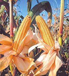 Kukorica termesztés, ültetés, öntözés