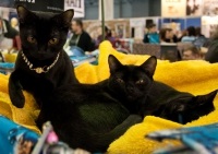 Vásárolja bombay, árak, fotók, a költségek egy fekete macska fajta Bombay macskák - kik ők