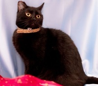 Vásárolja bombay, árak, fotók, a költségek egy fekete macska fajta Bombay macskák - kik ők