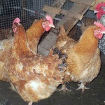 Csirkék magyar fajta óriás