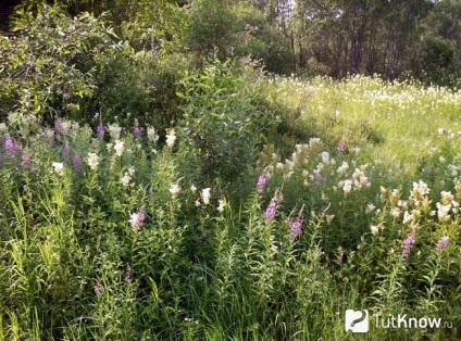 Meadowsweet meadowsweet vagy ültetési és ápolási szabadföldön