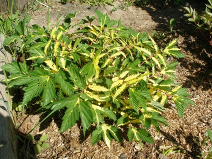 Meadowsweet közönséges, vjazolistnogo és egyéb fotó növények ültetése és gondozása