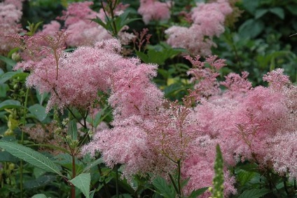 Meadowsweet fajok, fajták, termesztés és felhasználás (alkalmazás) Meadowsweet fajok, fajták, termesztési és felhasználási