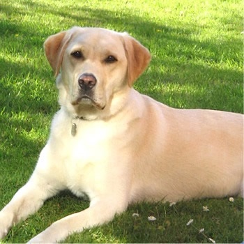 Labrador őr - mítosz vagy valóság kutya - Életmód