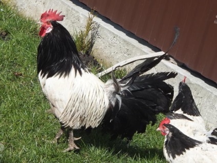 Lakenfelder - szokatlan fajtájú csirkék