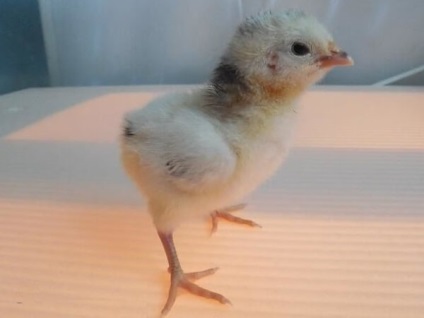 Lakenfelder - leírása csirkék fajta, fotó és videó