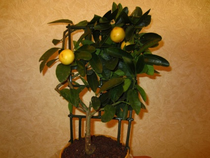 Limequat Eustis (Eustis limequat) ~ termesztése citrusfélék otthon - a személyes tapasztalat