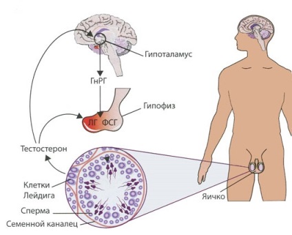 Kezelése hypogonadotropic hipogonadizmus a férfiaknál