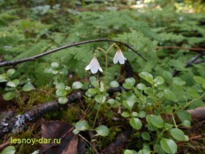 Linnaeus északi, erdő kamra