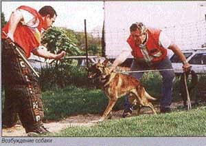 Brute-force, munkakutya a gazdaszervezet védekező képességek fejlesztése kutyák frontális támadást, erősítés