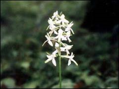 Ljuba - Orchid északi erdők