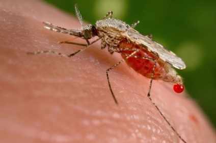 Anopheles szúnyog külleme, harapás tünetek