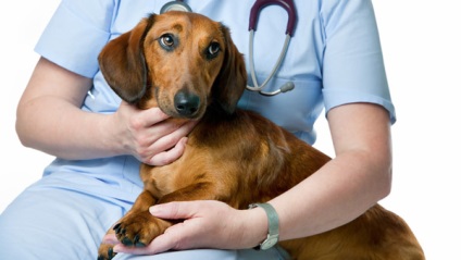 Mastocytoma kutyáknál általános információk, a tünetek, diagnózis és kezelési módszerek