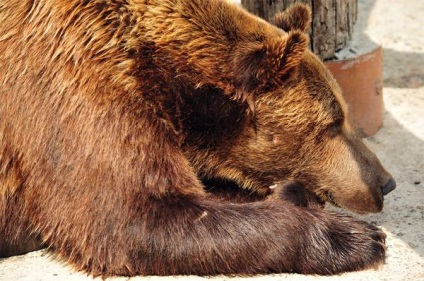 A Bears, akik medve, egy nagy ragadozó, súly, hossz, barna medve, élőhely, forgalmazás,