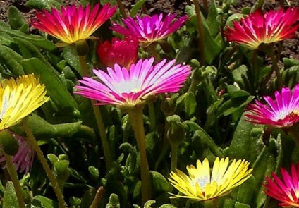 Mesembryanthemum ültetés és gondozás, fotó