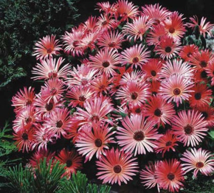 Mesembryanthemum ültetés és gondozás, fotó