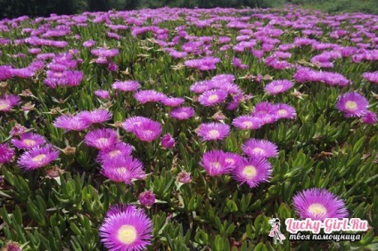 Mesembryanthemum termesztése magvak, növények és gondozás jellemzői