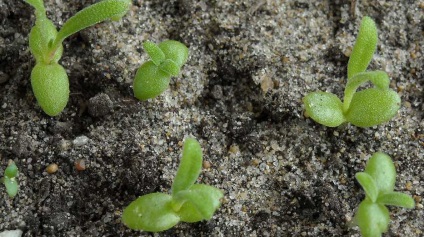 Mesembryanthemum növekvő magról, ültetés és gondozás (színes fénykép)