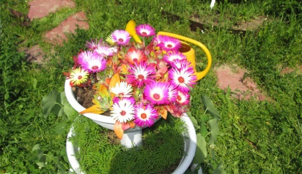 Mesembryanthemum növekvő magról, ültetés és gondozás (színes fénykép)