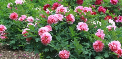 Szerény évelő virágok a kertben (fotó)