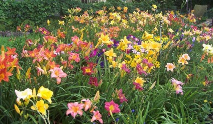 Szerény évelő virágok a kertben (fotó)