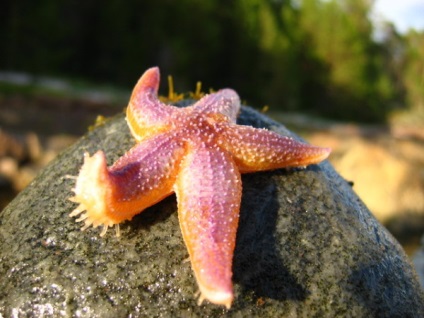 Starfish videó, leírás és képek