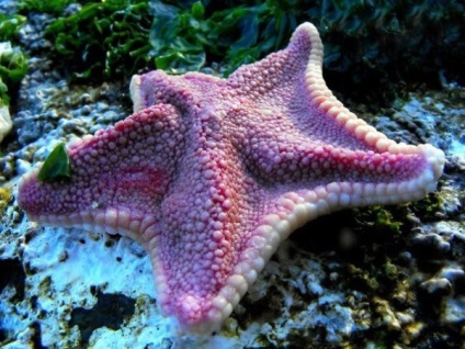 Starfish videó, leírás és képek