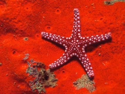 Starfish videó, leírás és képek